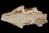 Fossil Oreodont (Merycoidodon) Skull - Wyoming #175650-6
